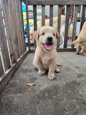 Golden Rottweiler