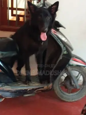German Shepherd Dog
