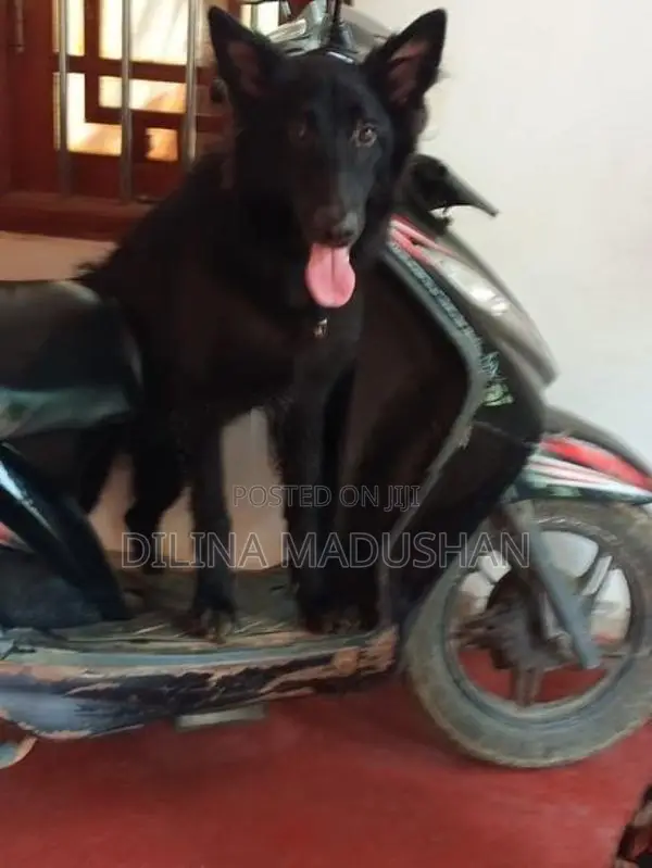 German Shepherd Dog
