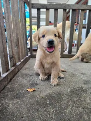 Golden Rottweiler