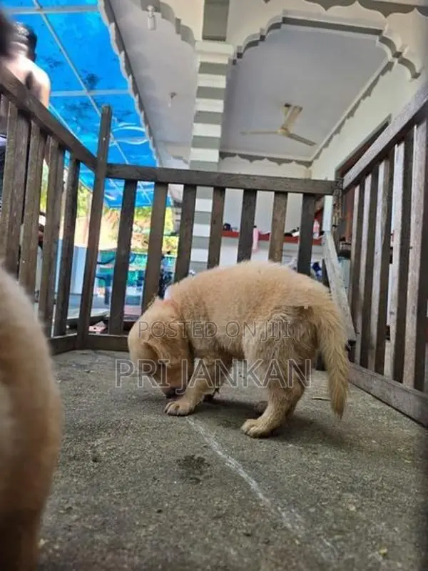 Golden Rottweiler