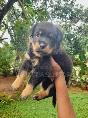Rottweiler Puppies