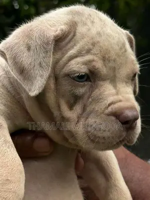 American Bully puppies