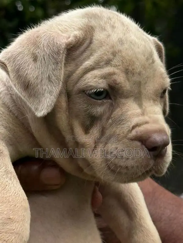 American Bully puppies
