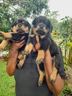 Rottweiler Puppies