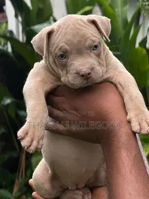 American Bully puppies