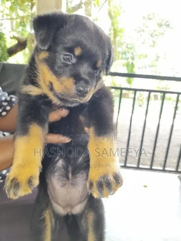 Rottweiler Puppies