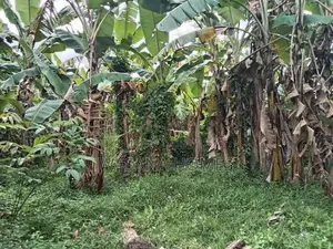 Super Land for Sale Boralesgamuwa Town
