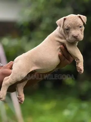 American Bully puppies