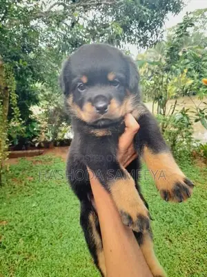 Rottweiler Puppies