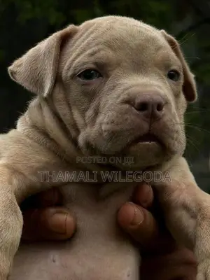 American Bully puppies