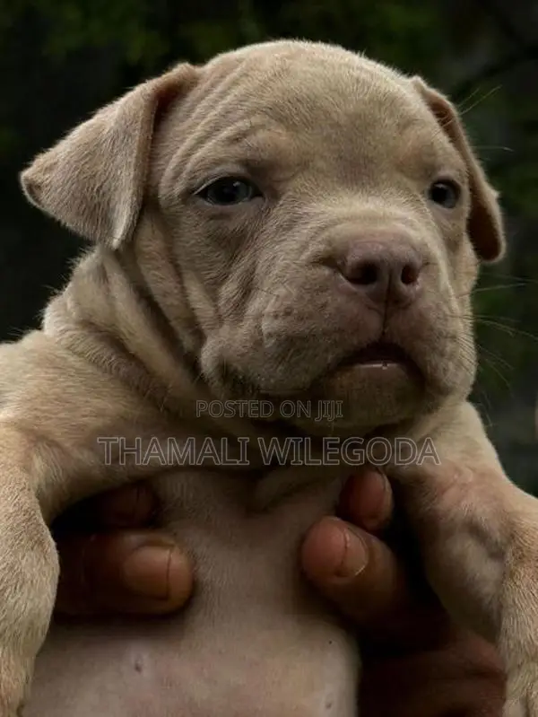 American Bully puppies