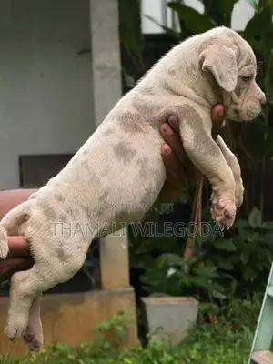 American Bully puppies