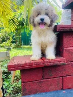 Tibetan terriyar puppy
