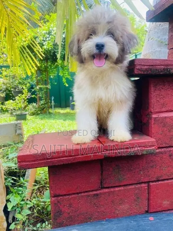 Tibetan terriyar puppy