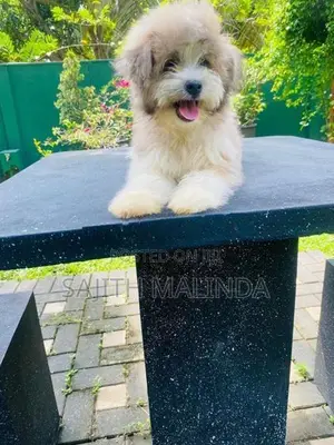 Tibetan terriyar puppy