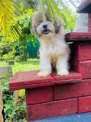Tibetan terriyar puppy