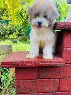 Tibetan terriyar puppy