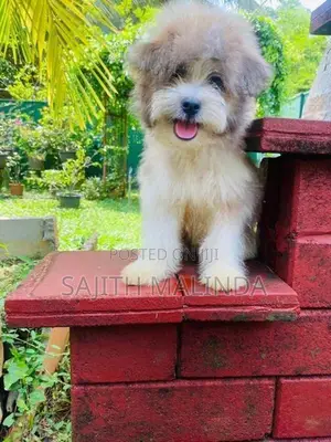 Tibetan terriyar puppy