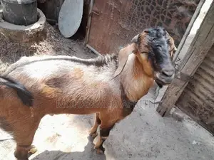 நாட்டு ஆடு