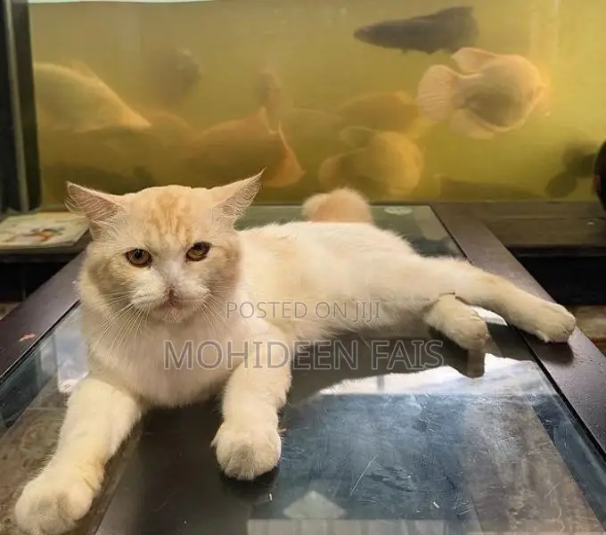 Persian Cat