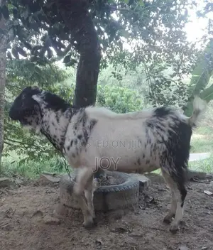 Male Goat
