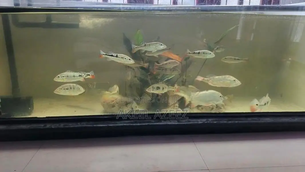 Peacock Bass Fishes