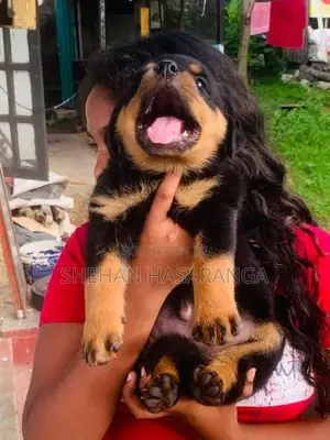 Rottweiler Puppies