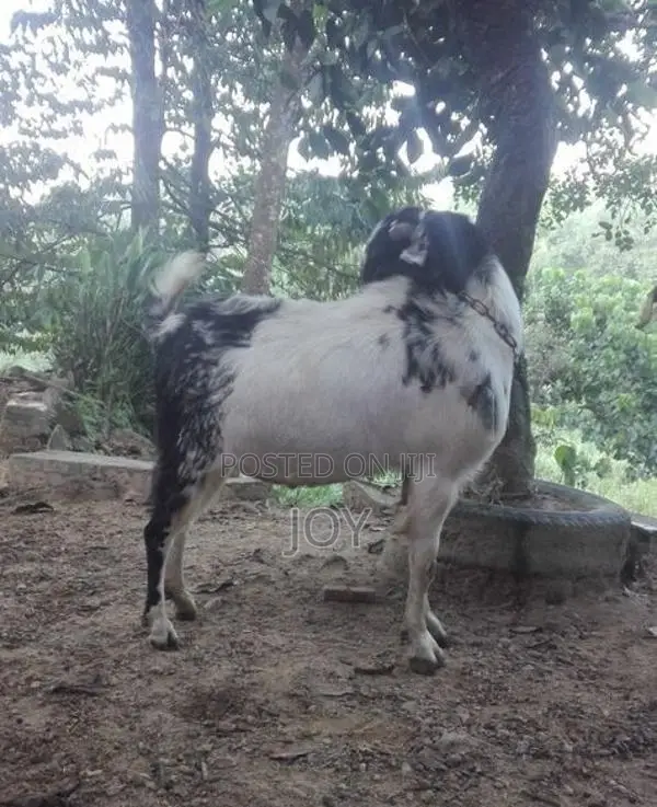 Male Goat