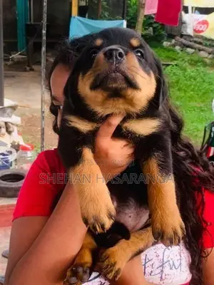 Rottweiler Puppies