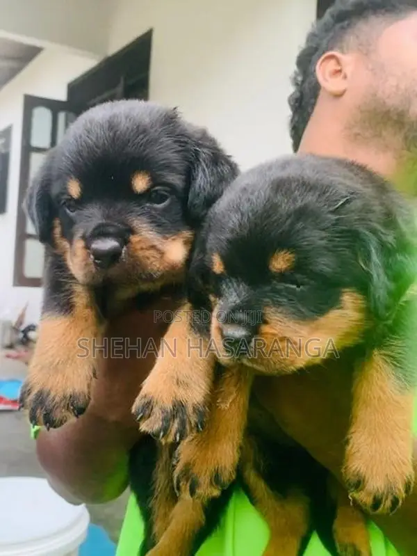 Rottweiler Puppies