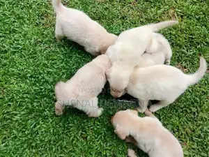 Labrador Puppy