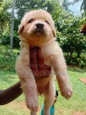 Labrador Puppy