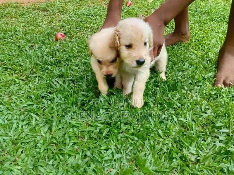 Labrador Puppy