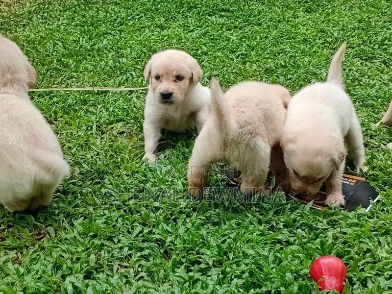 Labrador Puppy