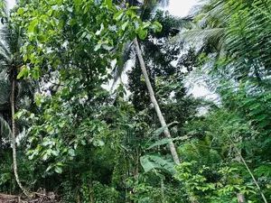 Land for Sale in Polgahawela