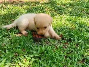 Labrador Puppy