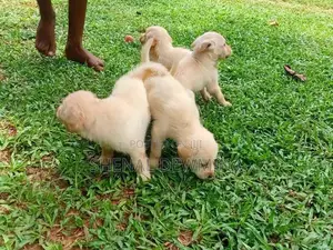 Labrador Puppy