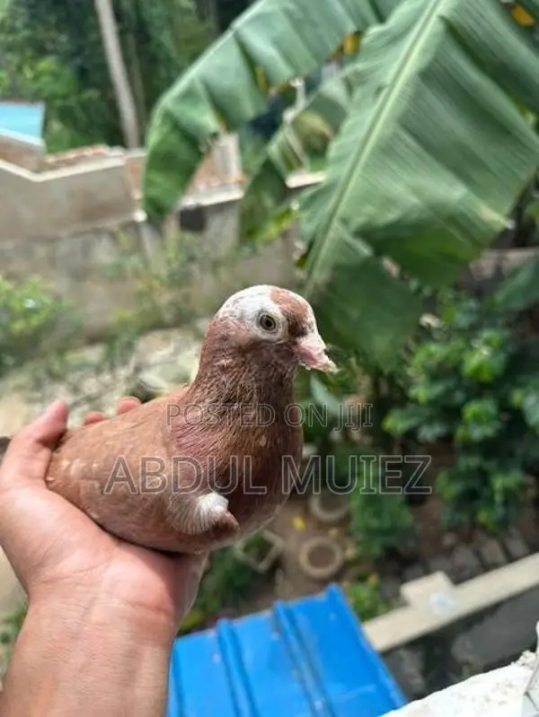 Pigeon