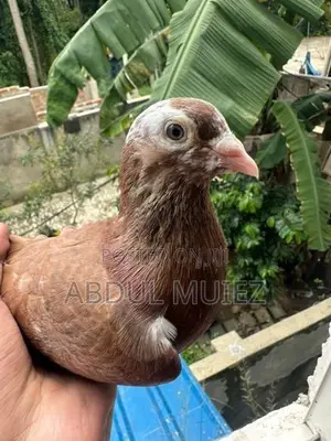 Pigeon