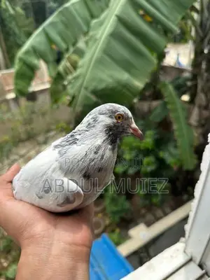 Pigeon