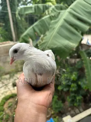 Pigeon