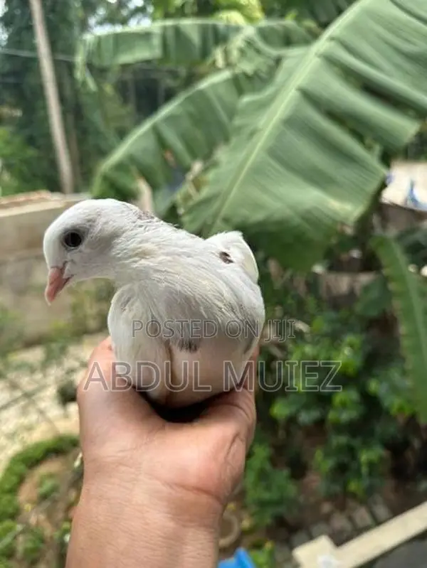 Pigeon