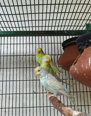 Rainbow Budgies Breeding Pair