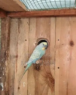 Rainbow Budgies Breeding Pair