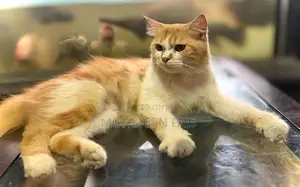 Pure Breed Persian