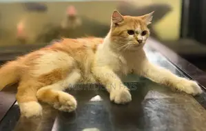 Pure Breed Persian