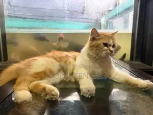 Pure Breed Persian