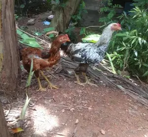 Roosters