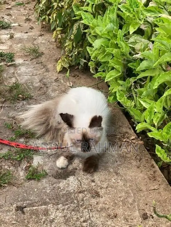 Himalayan Cat